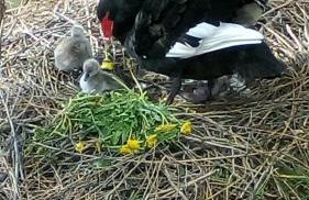 Maison de maître en baie de Somme - Foto 13