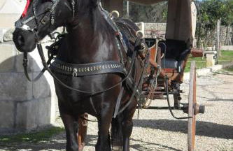 Masseria Sucéa - Foto 76