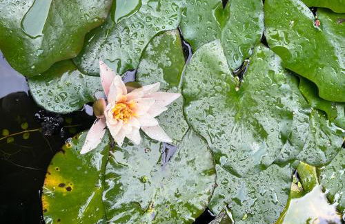 Waldtraum Wandlitzsee - Foto 48