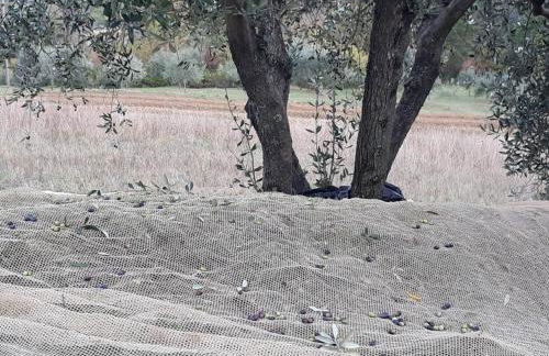 Villa Porcigliano Olive Grove - Foto 69