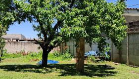 Flor da Primavera - Foto 2