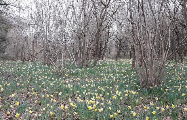 Rock House Cottage - Foto 15