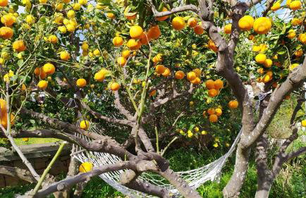 Villa Pina Lumbarda - Foto 55