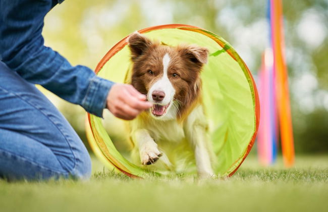 Azureva Longeville-sur-Mer - Foto 11