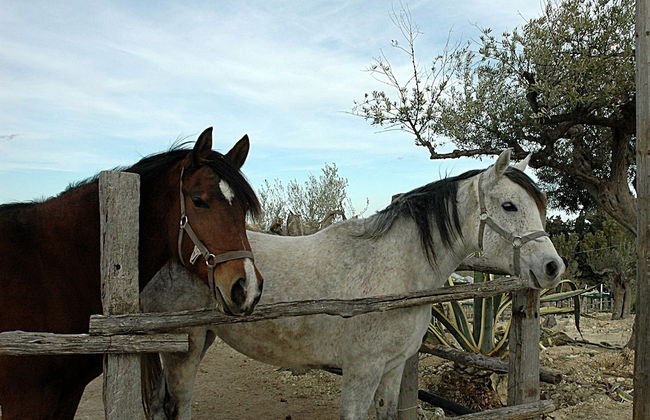 Agriturismo Baglio San Nicola - Foto 69