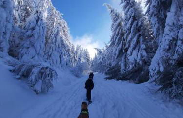 La Loge des Volcans - Vue Puy De Dôme - Foto 28