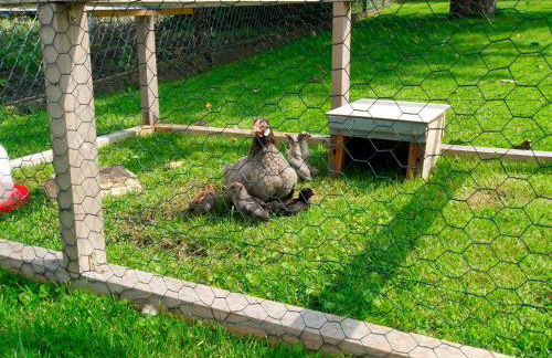 Ferienhof Manowski Nr1 - Foto 15