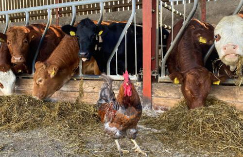 Betty's Farm Cottage - Foto 78