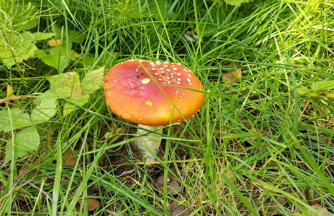 Ásgeirsstaðir Cottages - Foto 52