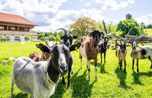 Thalerbauer Ferienwohnungen - Foto 32
