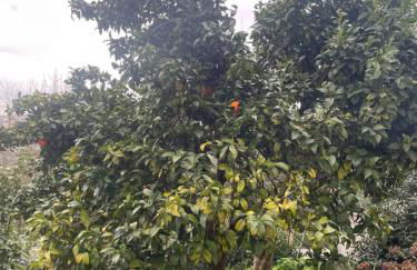 Orange tree apartment - Foto 3