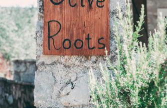 Olive Roots - Foto 76
