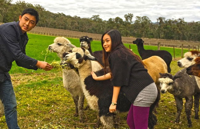 Valley Farm Vineyard Cottages - Foto 52