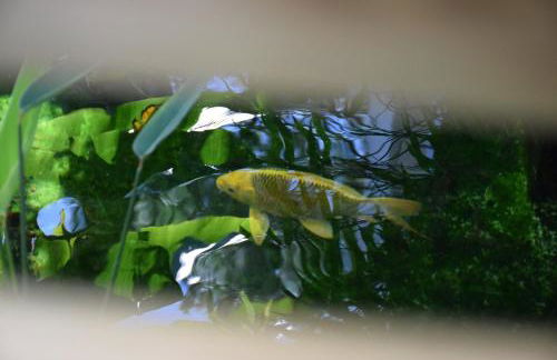 Fare Bambou - Foto 36