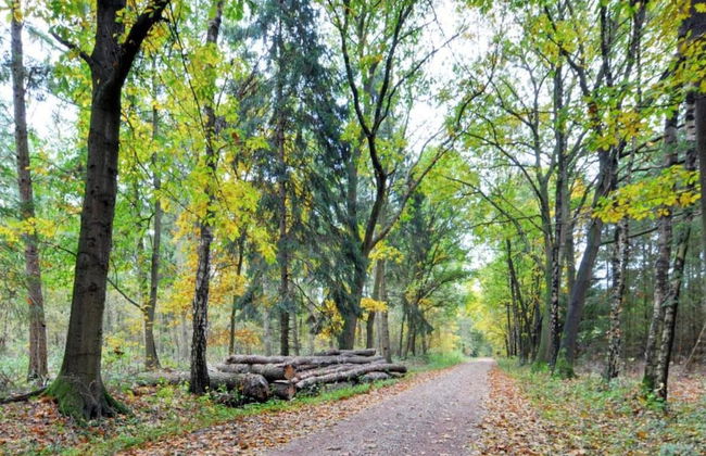 Wellness Forest Retreat - Photo 37