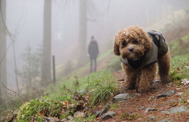 Old Kilmun House - Foto 59