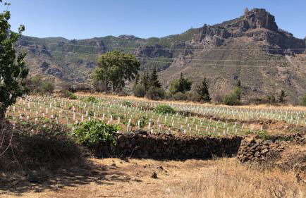 Casa-Finca El Maipéz de Tejeda - Foto 14