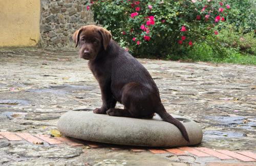 Podere le Muricce - Foto 38