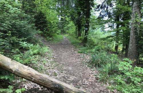 Schwarzwald Glück - Photo 8