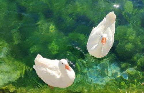 Umbria Valnerina , Il TARTUFFO, sulla via di Francesco - Photo 44