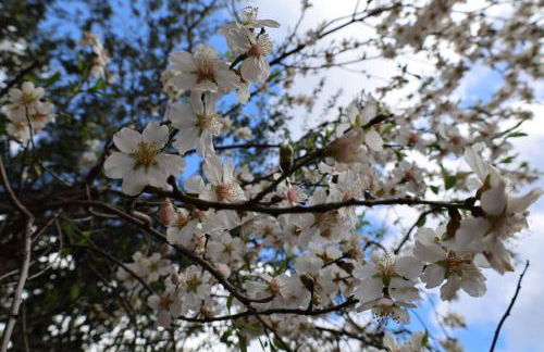 STONE of KAMARIZA - Foto 60