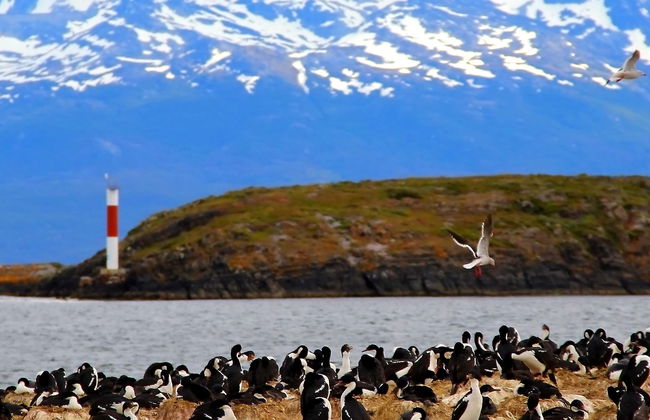 Paseo en yate por el Canal Beagle + Trekking por isla Bridges - Foto 8
