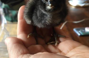 Agriturismo Oltrealmare - Foto 46