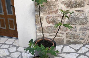 Old town apartment Tonka - Photo 5