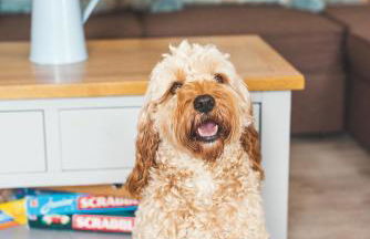 Waves - Sea View Duplex Apartment, Stoke Fleming - Foto 37