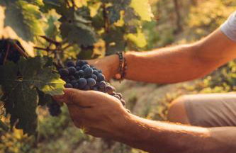 Babo Agriturismo Conviviale - Foto 52