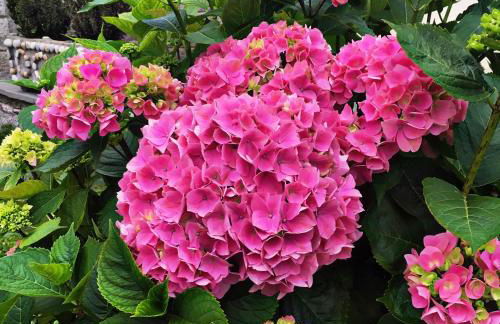 La Galayca - Foto 25