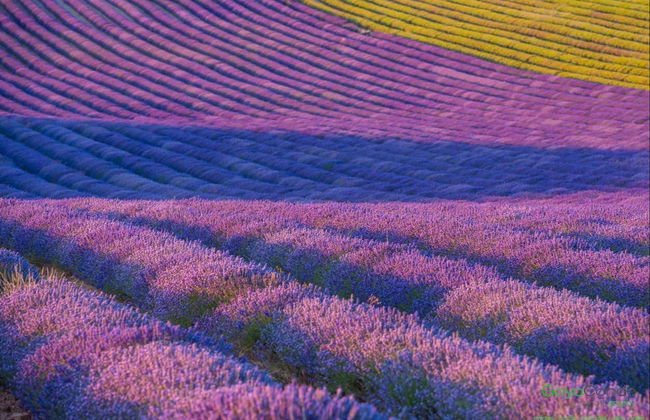 Brihuega Lavender Fields + Distillery Tour - Foto 2
