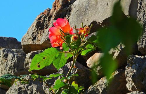 Home Sweet Home traditional Dalmatian house with pool - Photo 44
