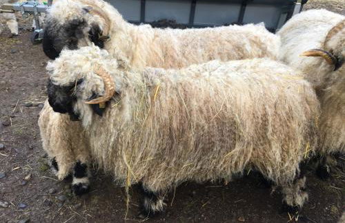 LE DOMAINE DE LA LOUVE BLANCHE - Foto 25