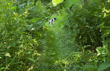 Barnacle Barn, North Norfolk - Foto 63