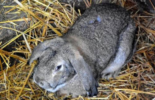 Apartament w Oklinach - Foto 38