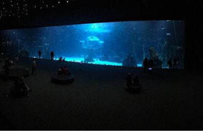 Las Canteras Aquarium - Foto 19