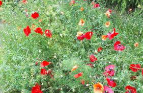 Ferienhaus Zur Ausspanne - Foto 22