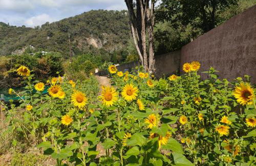 Un brin de paille - Foto 10