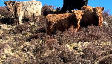 Bonnie Brae Croft Bothies - Foto 3