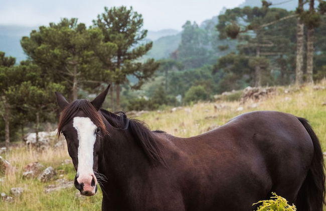 Recanto das Águas - Urubici - SC - Foto 18