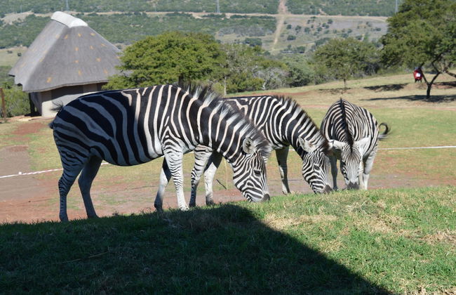 JBay Zebra Lodge - Photo 2