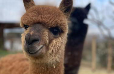 Agriturismo Il Vecchio Mandorlo - Foto 8