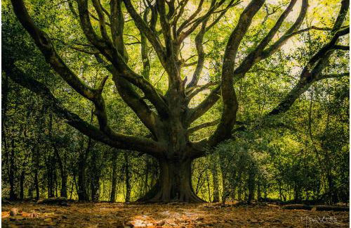 Gîte du Chat noir (Brocéliande) - Foto 21