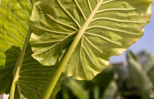 Villa Alti vista mare e piscina privata - Foto 68