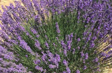 Les Arcades - Foto 42