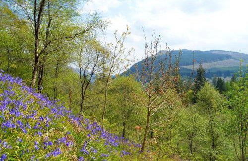 Glenbranter Cottage - Foto 16