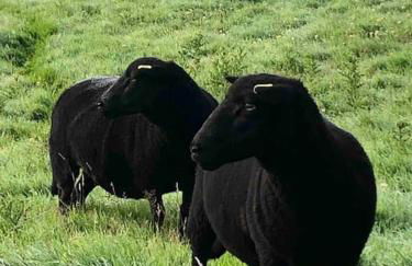Bramble Cottage on the edge of Exmoor - Foto 26
