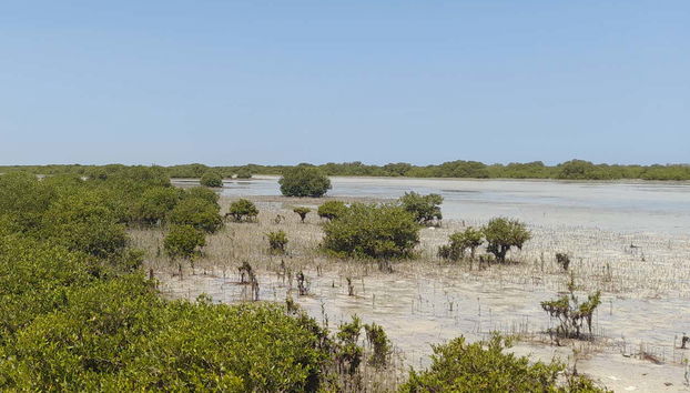 Al Thakira Reserve Kayak Tour - Photo 2, Visit the Al Thakira Reserve