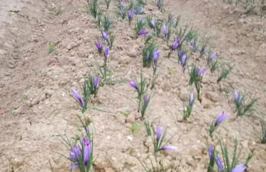 Agriturismo Fattoria colle Luca - Foto 44